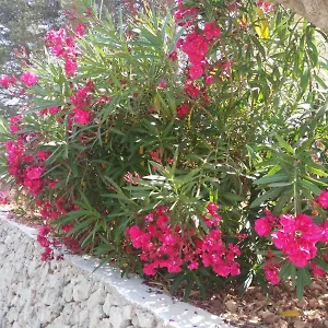 Cala Galdana Apartment